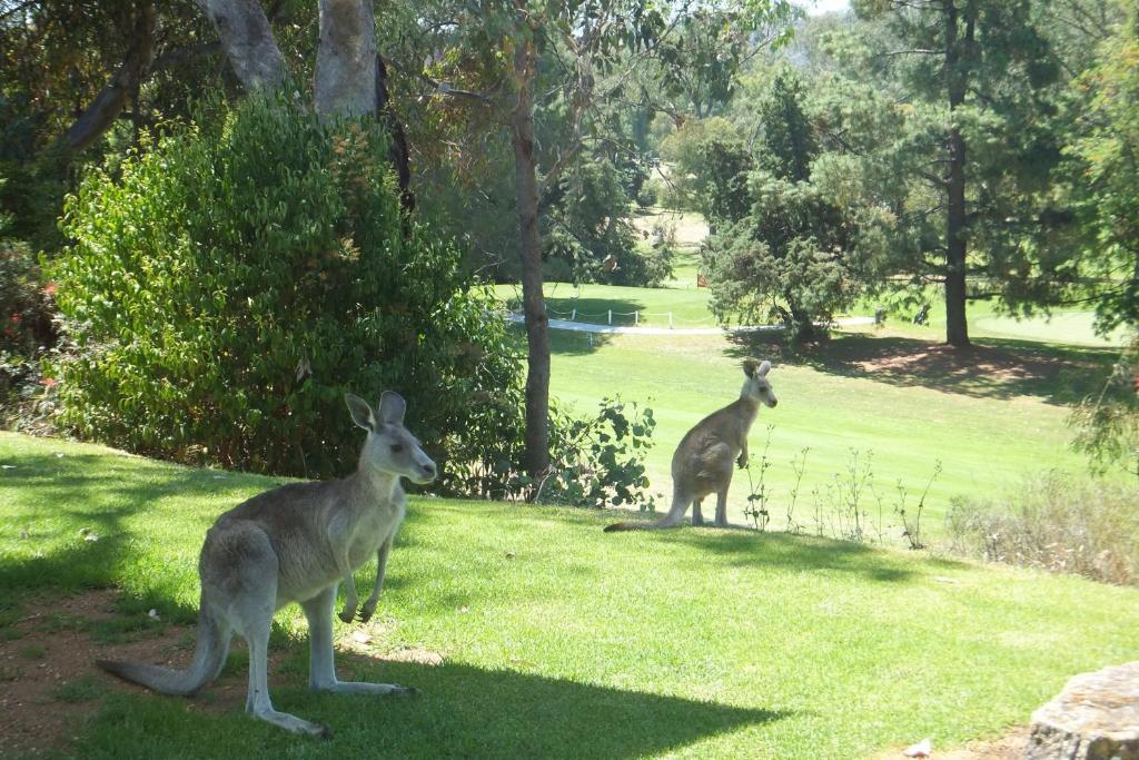 Commercial Golf Resort Albury Kültér fotó