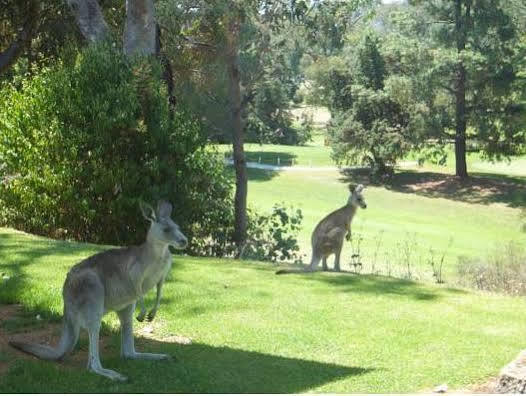 Commercial Golf Resort Albury Kültér fotó